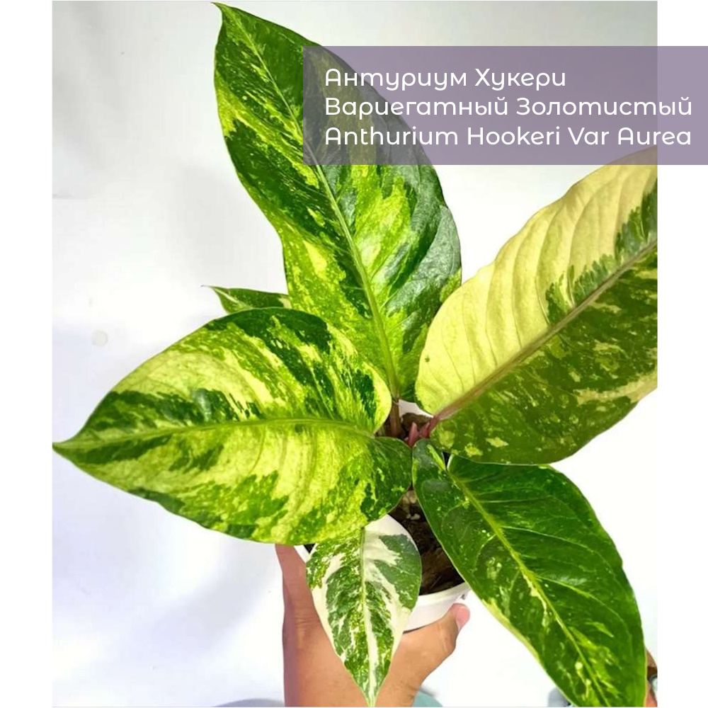 Антуриум Хукери Вариегатный Золотистый (Anthurium Hookeri Var Aurea)